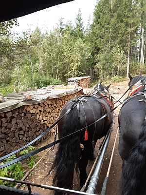 auf der Kutschfahrt