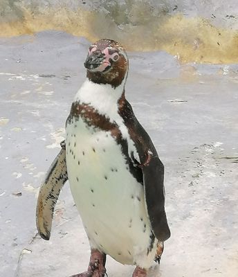 Pinguin